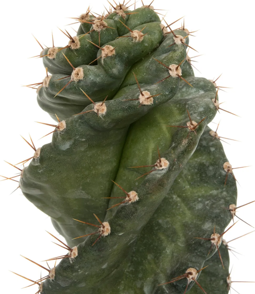 Spiralkaktus (Cereus spiralis) D 11 H 25 cm