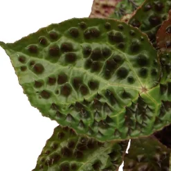 Stachel Blattbegonie (Begonia 'Ferox') D 13 H 40 cm