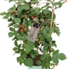 Stachellose Brombeere (Rubus fruticosus 'Loch Ness') mit Rankhilfe D 17 H 70 cm