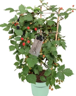 Stachellose Brombeere (Rubus fruticosus 'Loch Ness') mit Rankhilfe D 17 H 70 cm