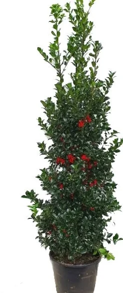 Stechpalme (Ilex meserveae 'Heckenfee') D 30 H 80 cm