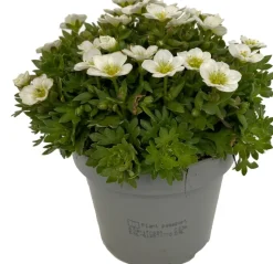 Steinbrech (Saxifraga 'Large White') D 12 cm