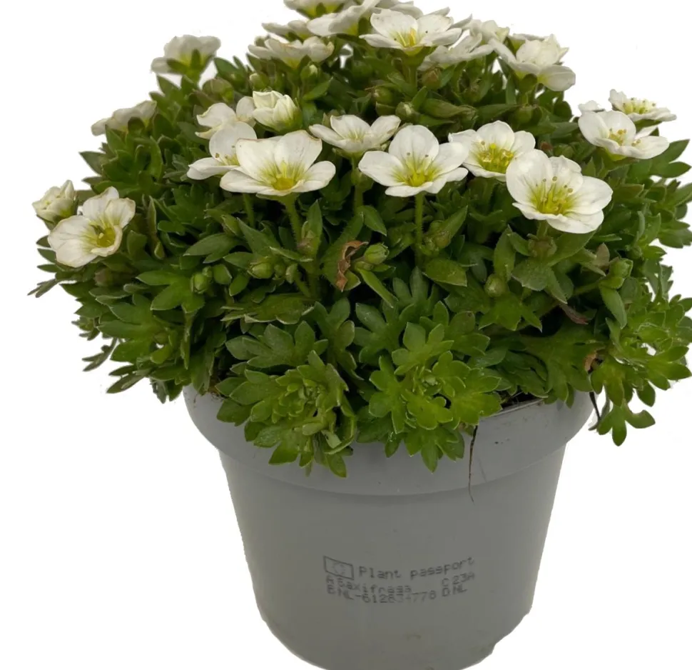 Steinbrech (Saxifraga 'Large White') D 12 cm