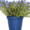 Steinsame (Lithodora diffusa 'Heavenly Blue') D 15 H 10 cm