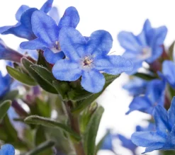 Steinsame (Lithodora diffusa 'Heavenly Blue') D 15 H 10 cm