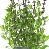 Steppen-Salbei (Salvia nemorosa 'Caradonna') D 17 H 50 cm