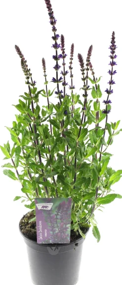Steppen-Salbei (Salvia nemorosa 'Caradonna') D 17 H 50 cm