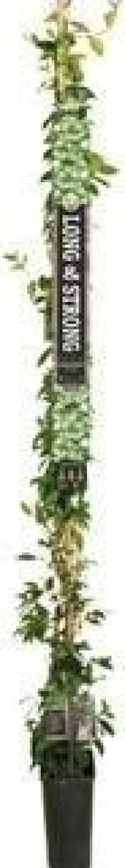 Sternjasmin (Trachelospermum jasminoides) D 19 H 150 cm