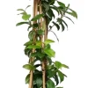 Sternjasmin (Trachelospernum jasminoides) D 20 H 180 cm