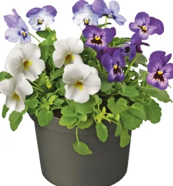 Stiefmütterchen dreifarbig (Viola) D 12 cm