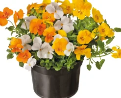 Stiefmütterchen dreifarbig (Viola) D 12 cm