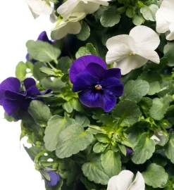 Stiefmütterchen Wandhänger (Viola) D 20 H cm