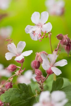 Storchschnabel (Geranium macrorrhizum 'Spessart') D 11 cm