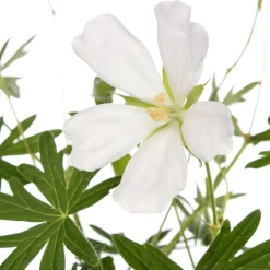 Storchschnabel (Geranium sanguineum 'Album') D 11 H 10 cm