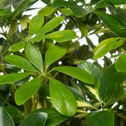 Strahlenaralie (Schefflera arboricola 'Compacta') D 27 H 120 cm