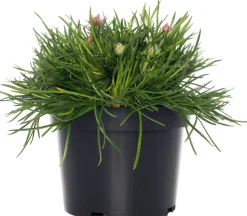 Strand-Grasnelke (Armeria maritima 'Rosea') D 12 H 25 cm