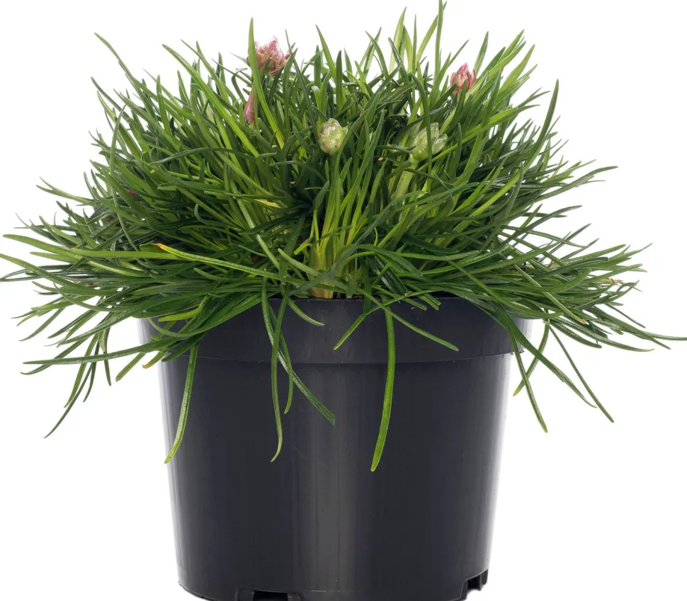 Strand-Grasnelke (Armeria maritima 'Rosea') D 12 H 25 cm