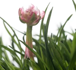 Strand-Grasnelke (Armeria maritima 'Rosea') D 12 H 25 cm