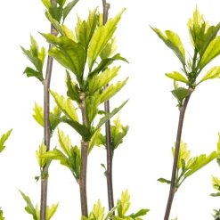 Straucheibisch (Hibiscus syriacus 'Speciosus') D 23 H 50 cm