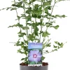 Straucheibisch (Hibiscus syriacus 'Oiseau Blue') D 23 H 60 cm