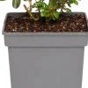Strauchrose (Rosa 'Garden of Roses') D 23 H 25 cm