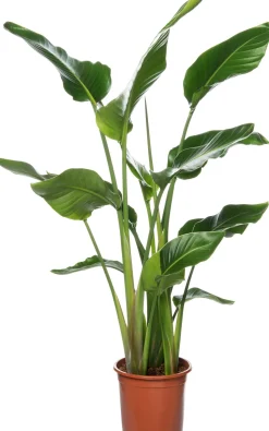 Strelitzie (Strelitzia nicolai) D 27 cm H 150 cm