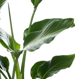 Strelitzie (Strelitzia nicolai) D 27 cm H 150 cm