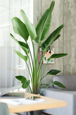 Strelitzie (Strelitzia nicolai) D 27 H 150 cm