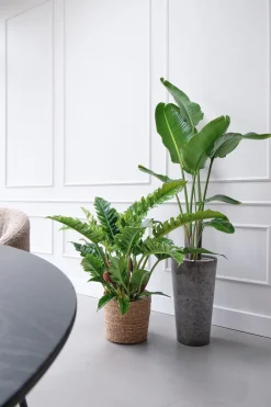 Strelitzie (Strelitzia nicolai) D 27 H 150 cm