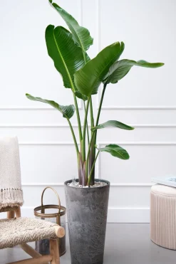 Strelitzie (Strelitzia nicolai) D 27 H 150 cm