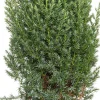 Säulenwacholder (Juniperus chinensis 'Stricta')