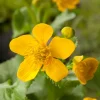 Sumpfdotterblume (Caltha Palustris) D 18 cm