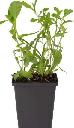 Sumpf-Vergissmeinnicht (Myosotis palustris) D 9 H 20 cm