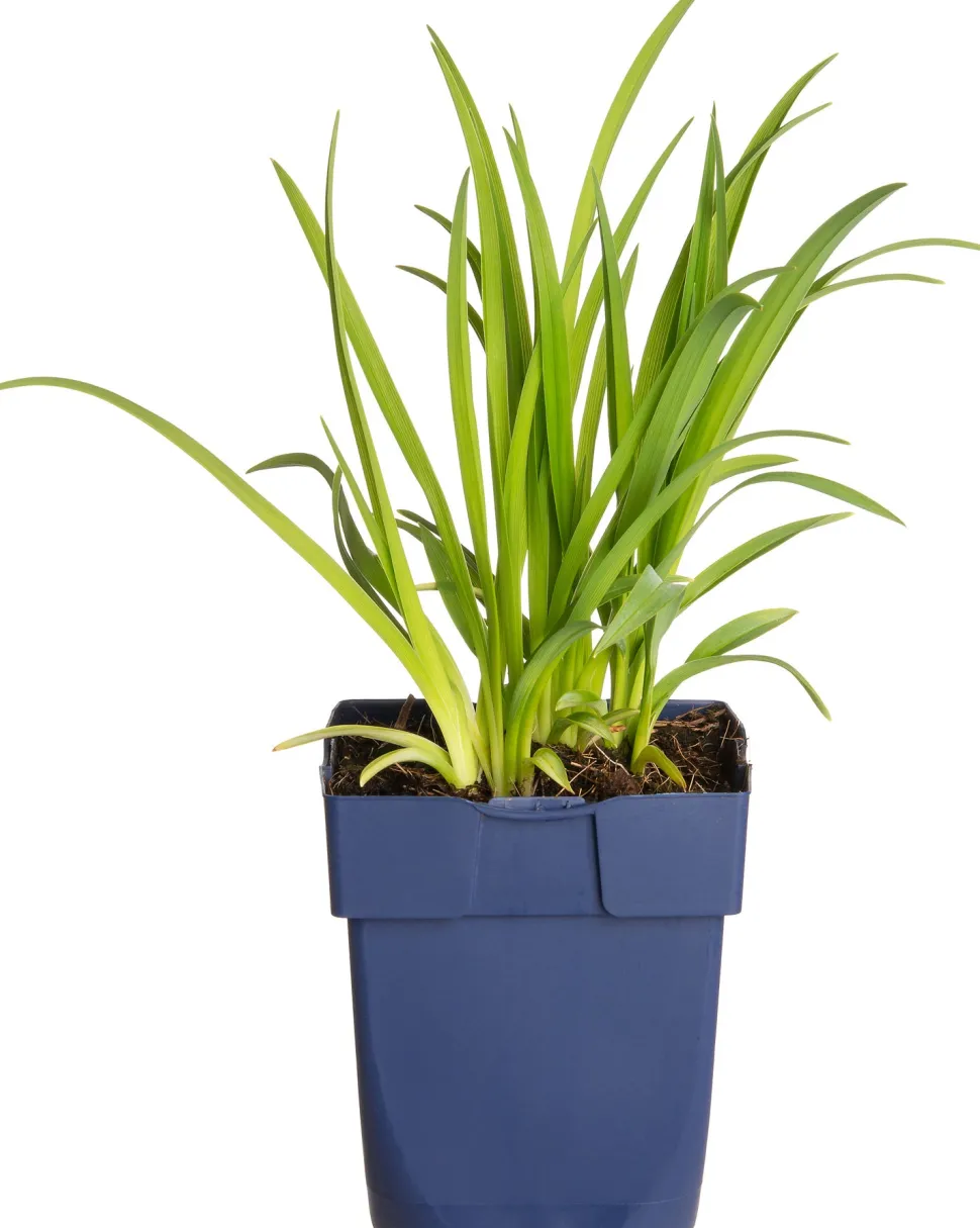 Taglilie (Hemerocallis 'Sammy Russell')