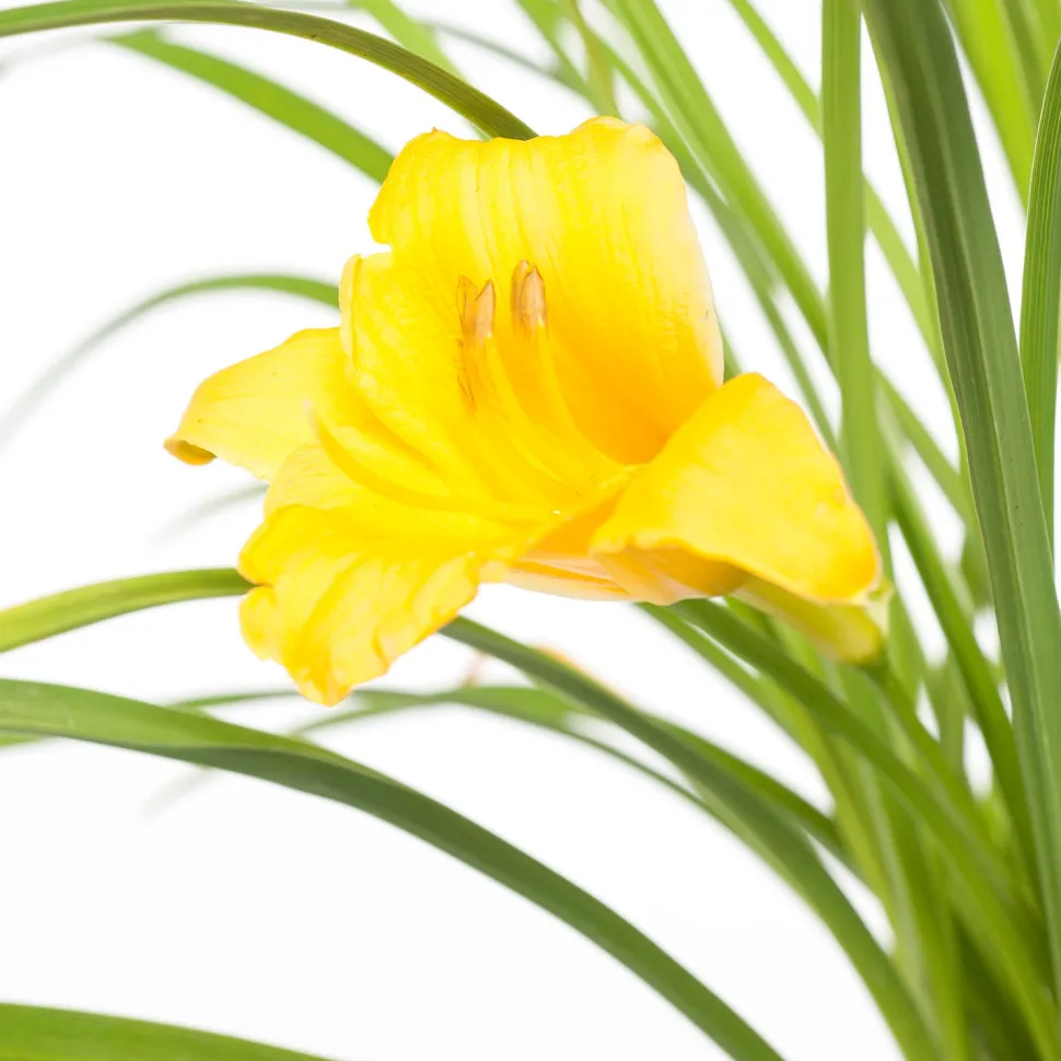 Taglilie (Hemerocallis 'Stella De Oro')