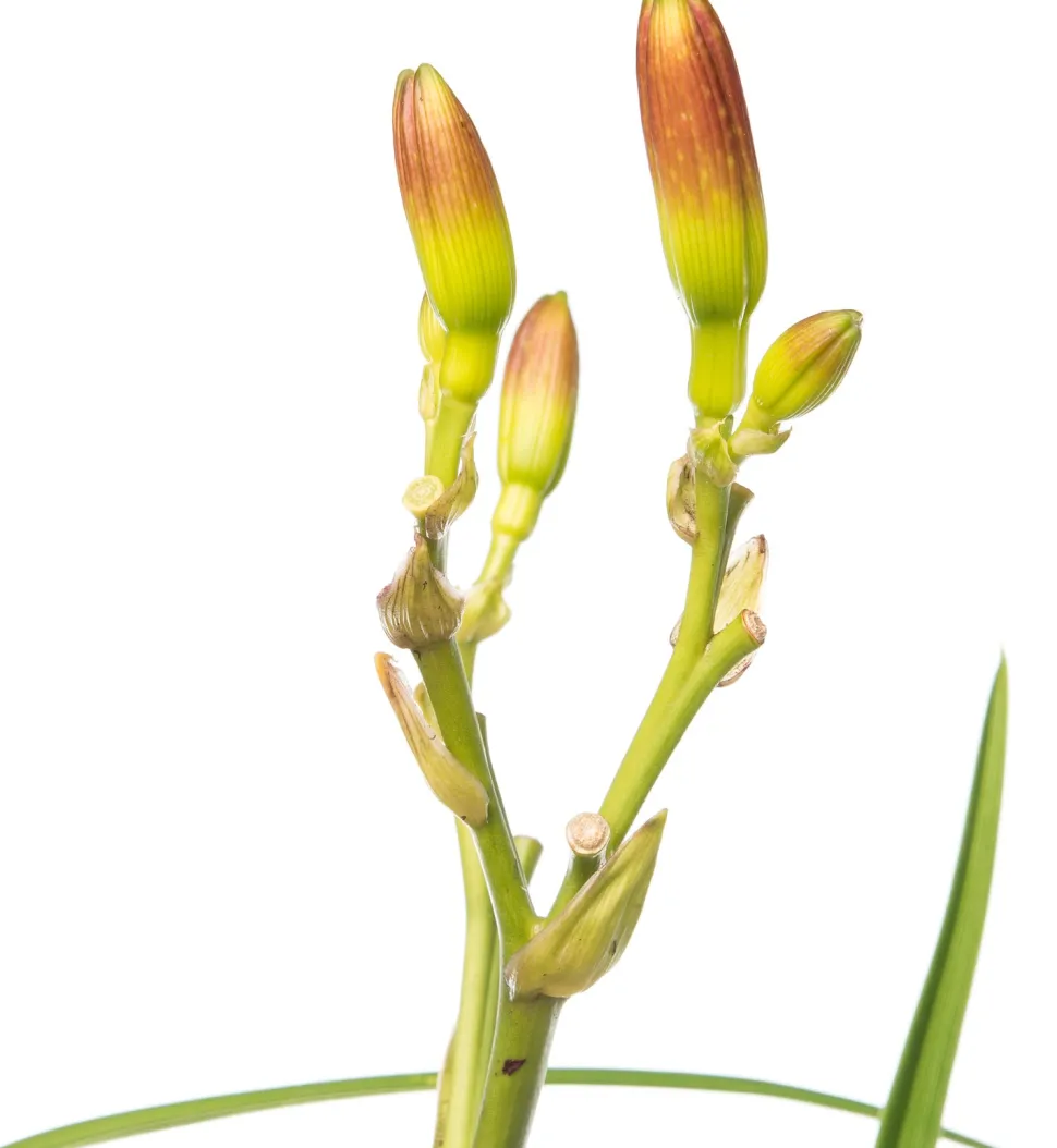 Taglilie (Hemerocallis 'Summer Wine') D 11 H 10 cm