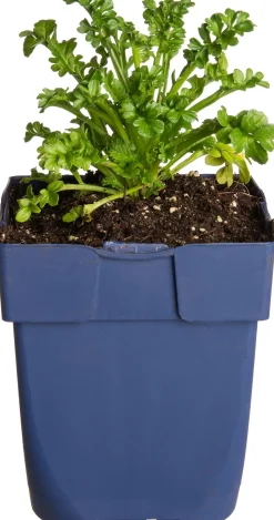 Tauben-Skabiose (Scabiosa 'Barocca')