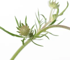 Tauben-Skabiose (Scabiosa Columbaria 'Butterfly Blue') D 11 cm