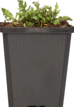 Tauben-Skabiose (Scabiosa columumbaria 'Butterfly Blue') D 9 H 5 cm