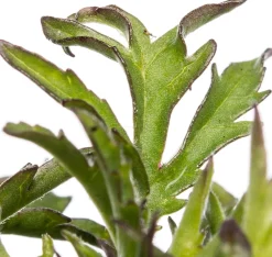 Tauben-Skabiose (Scabiosa columumbaria 'Butterfly Blue') D 9 H 5 cm