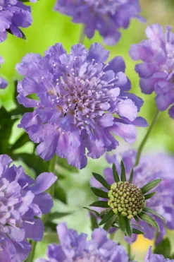 Tauben-Skabiose (Scabiosa columumbaria 'Butterfly Blue') D 9 H 5 cm