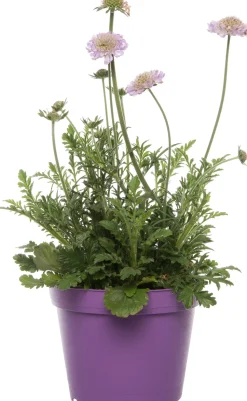 Tauben-Skabiose (Scabiosa columbaria) D 15 H 15 cm