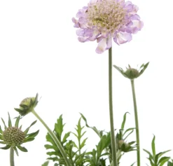 Tauben-Skabiose (Scabiosa columbaria) D 15 H 15 cm