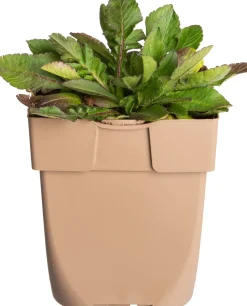 Tauben-Skabiose (Scabiosa columbaria) D 11 H 10 cm