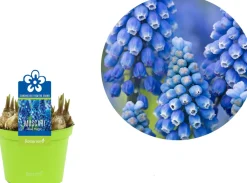 Traubenhyazinthe (Muscari 'Blue Magic') D 12 H 12 cm