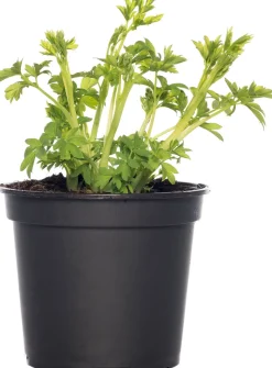 Tränendes Herz (Dicentra spectabile 'Pink') D 17 H 40 cm