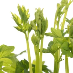 Tränendes Herz (Dicentra spectabile 'Pink') D 17 H 40 cm