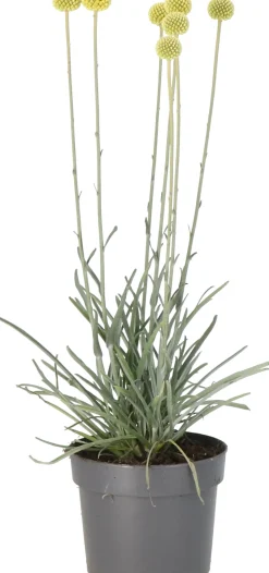 Trommelstöckchen (Craspedia globosa 'Golf Beauty') D 17 H 65 cm