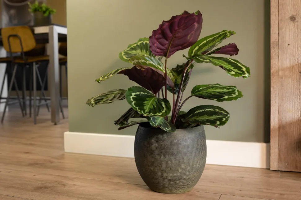 TS Blumentopf Dex grün D 19 H 16 cm