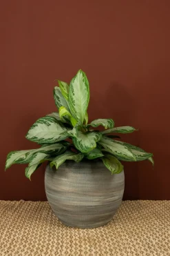 TS Blumentopf Dex weiß / grau D 28 H 25 cm